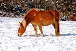 Fischbach tief verschneit_60